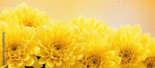 Yellow chrysanthemum flowers Flower close up Floral flowers background. Creative banner. Copyspace image