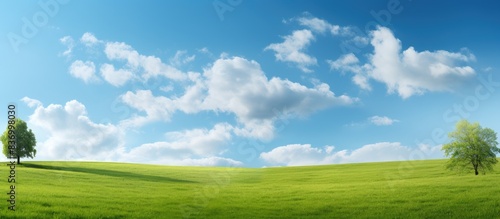 Green Gras Tree and blue Sky. Creative banner. Copyspace image