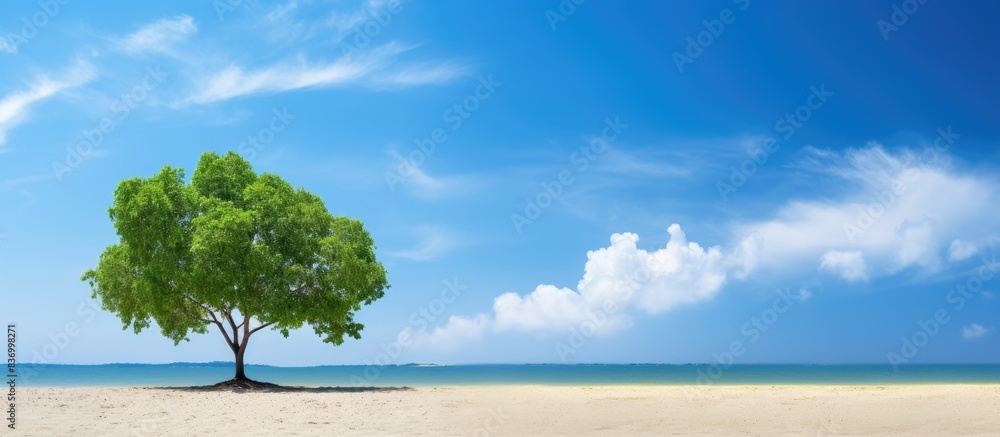 Alone green tree on sand beach and blue sky on day light. Creative banner. Copyspace image Alone green tree on sand beach and blue sky on day light. Creative banner. Copyspace image