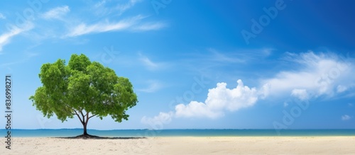 Alone green tree on sand beach and blue sky on day light. Creative banner. Copyspace image