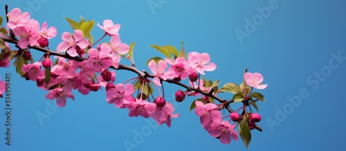 Blooming apple tree Pink apple blossoms on a blue background Purple flowers green leaves. Creative banner. Copyspace image © HN Works