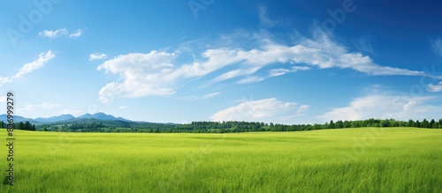 Meadow with green grass under a blue sky. Creative banner. Copyspace image