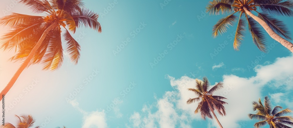 many beautiful high Palm trees grow near aleya palms tropical island and beautiful trees grow to the sky Asia tropical. Creative banner. Copyspace image