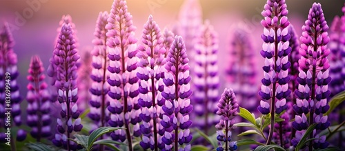 Purple lupin flowers in spring. Creative banner. Copyspace image
