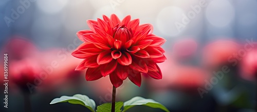 Selective focus on Red dahlia Pinnata flower with blurry background. Creative banner. Copyspace image photo