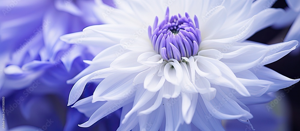 Obraz premium this is a purple white flower. Creative banner. Copyspace image