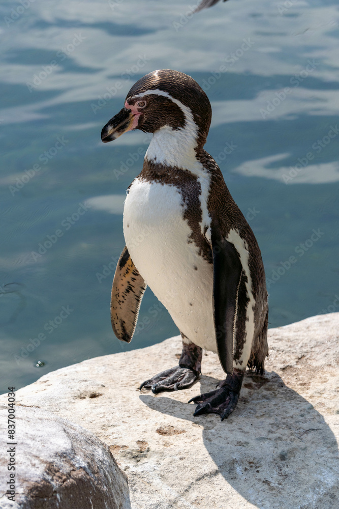 Obraz premium penguin on the rocks