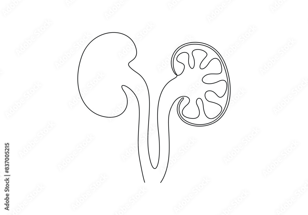 Human kidney continuous one line drawing vector illustration Human kidney continuous one line drawing vector illustration