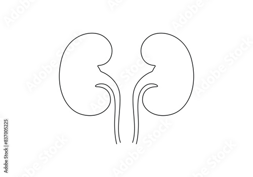 Human kidney continuous one line drawing vector illustration 
