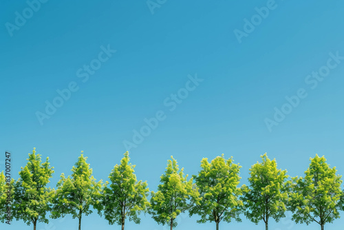 A row of linden trees stands tall against a clear blue sky, illustrating the beauty of nature's simplicity. Keywords: lindentree, treeline, bluesky, clear, nature. Enhanced with AI generative. photo