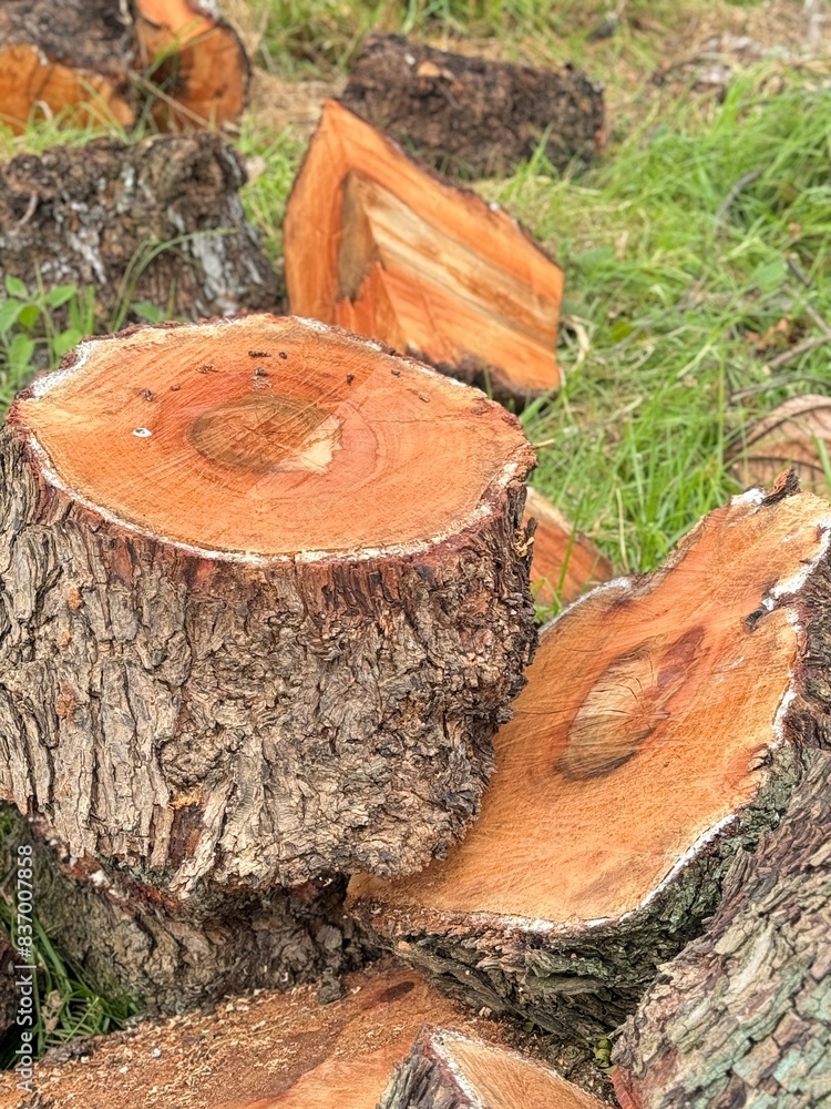 Madera cortada con sierra varios troncos Madera cortada con sierra varios troncos