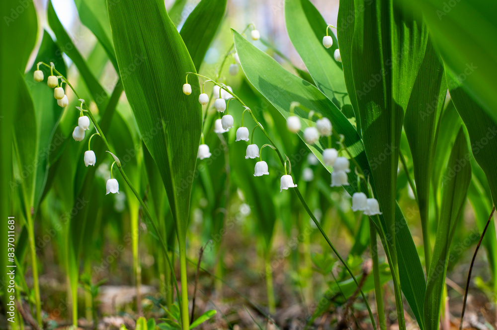 A bunch of lily of the valley flowers are growing in a forest. A bunch of lily of the valley flowers are growing in a forest.
