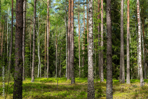 A forest with many trees and a lot of sunlight