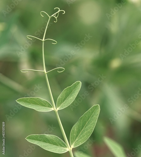 zwei Blätter einer Erbsen Pflanze mit Klettermöglichkeit.