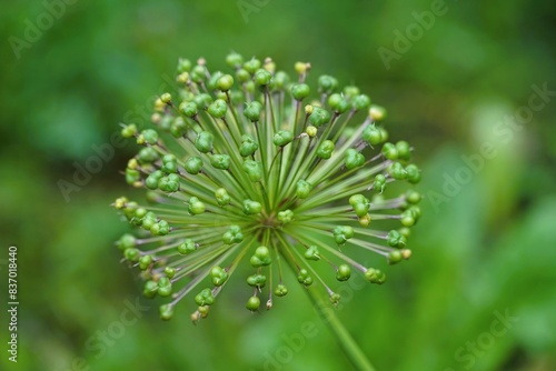 Blume, Zwiebel, verblüht, Samen