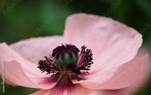 Der Stempel der rosa Mohnblume im Garten