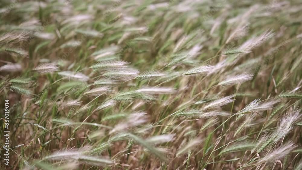 Fields with grass blowing in the wind Fields with grass blowing in the wind