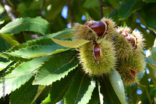 Chestnuts in hedgehogs hang from chestnut branches just before harvest, autumn season. Chestnut forest in the Tuscan mountains. Italy.