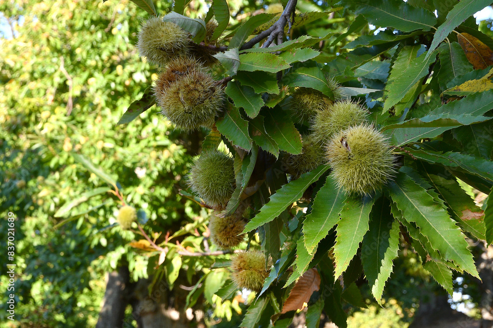 Chestnuts in hedgehogs hang from chestnut branches just before harvest, autumn season. Chestnut forest in the Tuscan mountains. Italy. Chestnuts in hedgehogs hang from chestnut branches just before harvest, autumn season. Chestnut forest in the Tuscan mountains. Italy.
