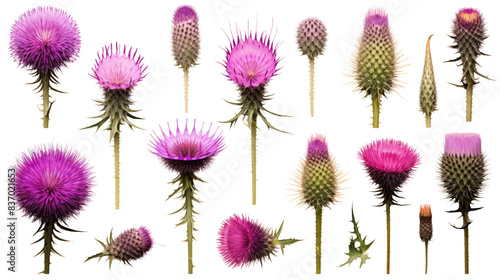 Vintage Natural Watercolor Herbal Greeting Card with Blooming Meadow Flowers Thistles, Dandelions, Meadow Herbs, Chamomile and Dragonfly. Botanical Floral Vector Vintage Isolated