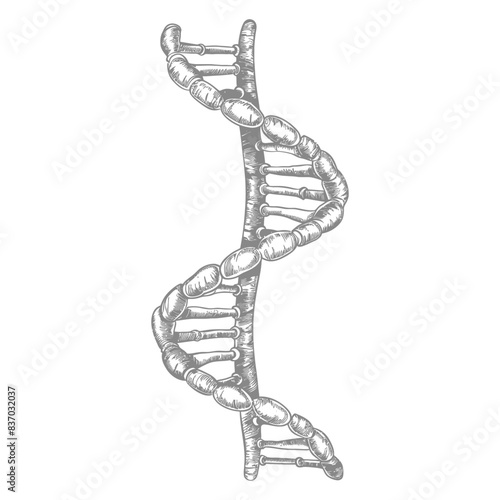 DNA Helix Sketch: Intricate Hand-Drawn Graphic, Scientific Illustration on White.