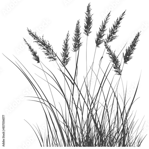 Silhouetted Prairie Grass: Delicate Floral Vector Illustration on White.
