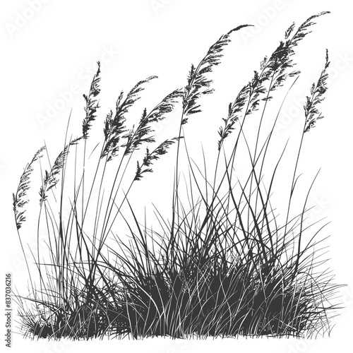 Etched Sea Oats: Coastal Grass Clump, Detailed Botanical Illustration in Black and White.