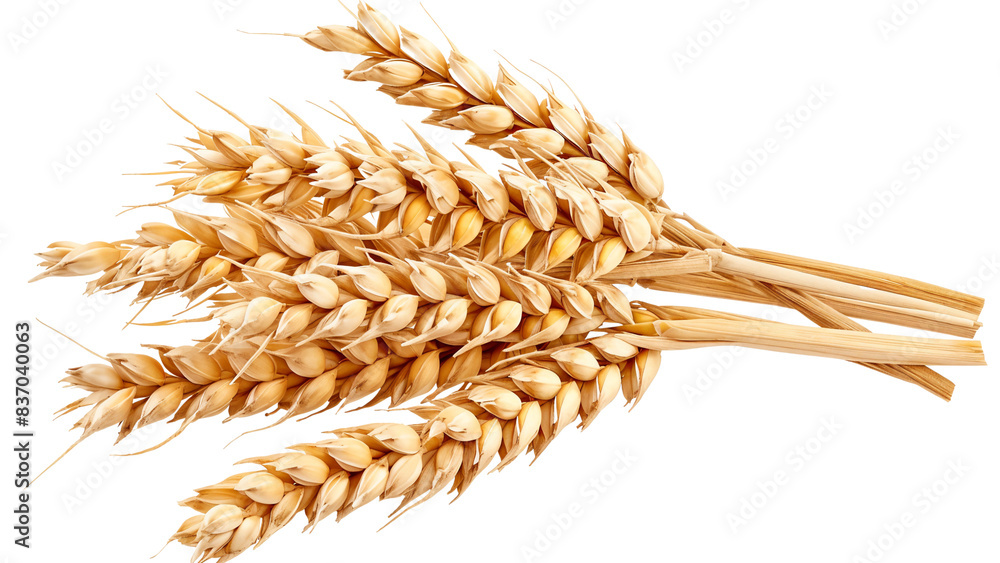 Ears of wheat isolated on transparent background Ears of wheat isolated on transparent background