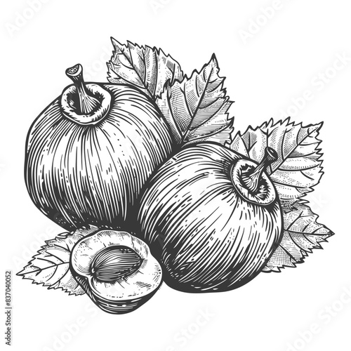 Hazelnut fruit with engraving style black color only