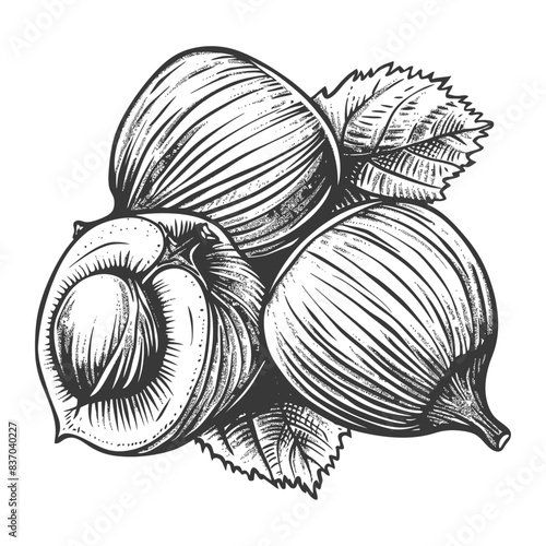 Hazelnut fruit with engraving style black color only