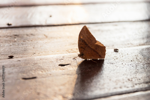 A brown butterfly with half wings on the wooden floor.