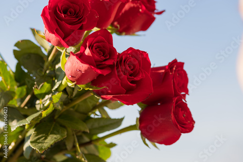 Postcard. Red roses on a blue background. Congratulations on March 8, Valentine's Day, Mother's Day, Birthday, Anniversary, Wedding, Teacher's Day, to women. Copy space.Flatly photo