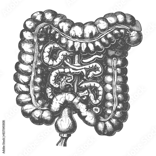 human small intestine with engraving style black color only