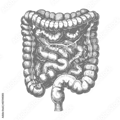 human small intestine with engraving style black color only