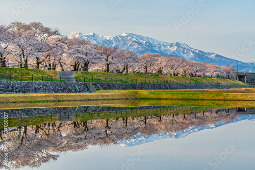 富山県朝日町の春の風物詩「春の四重奏」。舟川べりの桜と水田に映り込む日本の原風景。
 photo