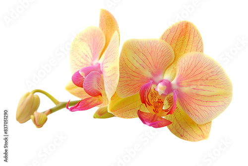 Close-up of a vibrant yellow orchid with pink highlights, showcasing natural beauty. Perfect for floral and botanical-themed projects.