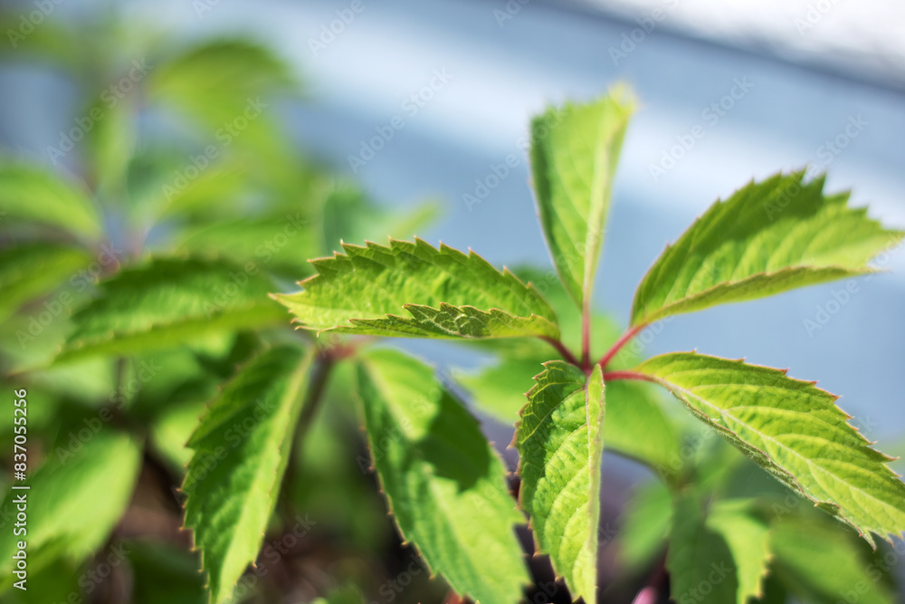 Detailed view of a plant featuring numerous lush green leaves Detailed view of a plant featuring numerous lush green leaves