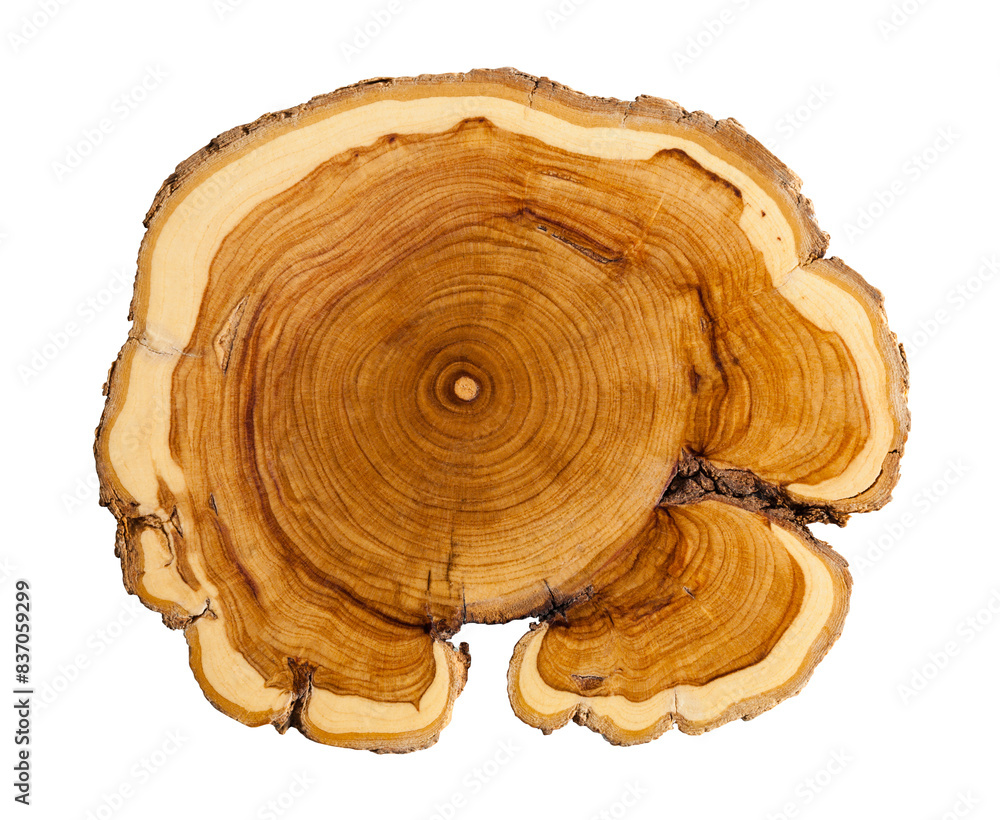 Tree Rings Tree Rings