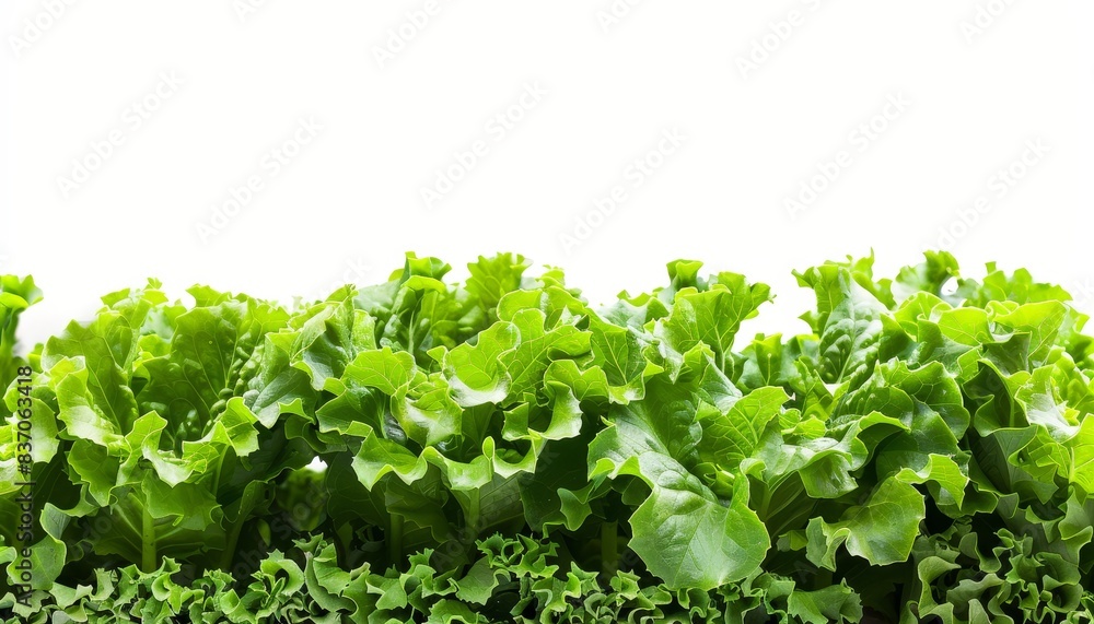 Fresh green lettuce leaves isolated on white background, healthy organic vegetable perfect for salads and healthy eating. Fresh green lettuce leaves isolated on white background, healthy organic vegetable perfect for salads and healthy eating.