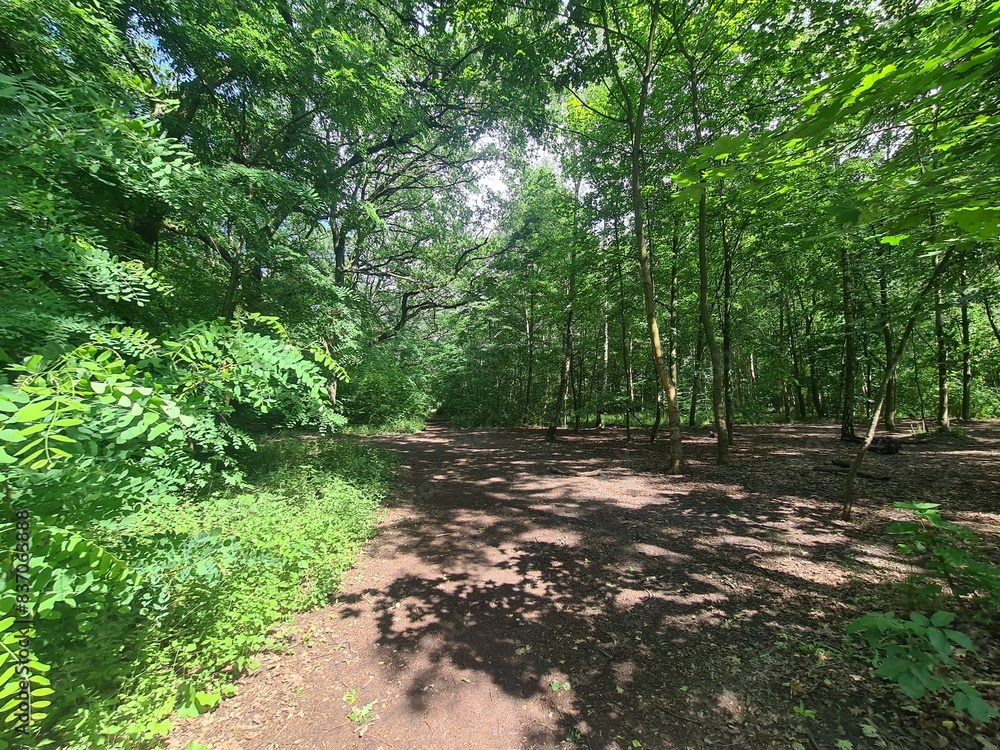 Obraz premium forest walking path in the Plänterwald Forest