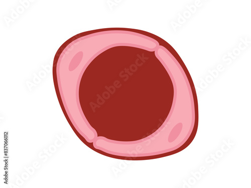  Blood vessels Capillary vector illustration isolated on a white background. Blood vessel types.