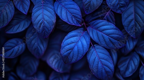 close up of a leaf