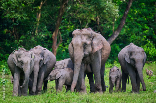 Canvastavla A herd of Asiatic Elephant waiting to cross the road at Manas National Park, Ass