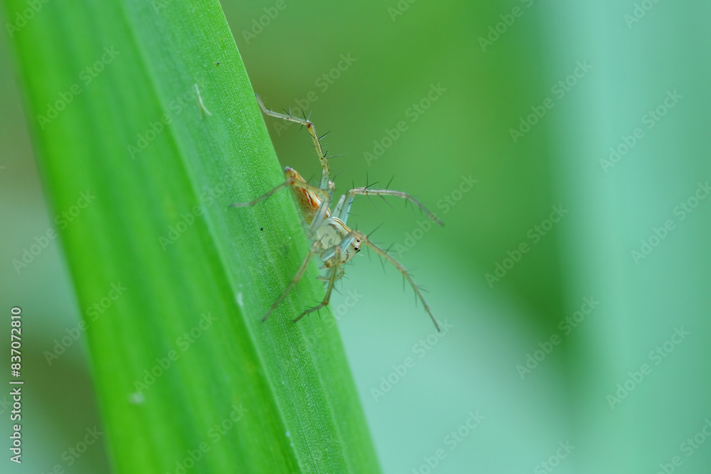A Spider oxyopes salticus in nature, macro, close up, insect, wildlife. A Spider oxyopes salticus in nature, macro, close up, insect, wildlife.