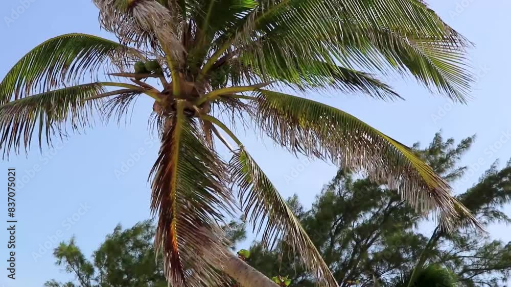 Tropical natural palm tree with blue sky in Mexico. Tropical natural palm tree with blue sky in Mexico.
