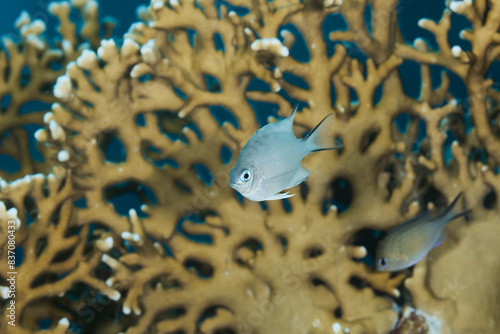 Amblyglyphidodon leucogaster white belly damsel fish photo