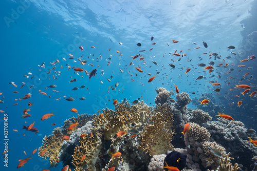 Fototapeta Naklejka Na Ścianę i Meble -  Underwater tropical seascape coral reef and fishes