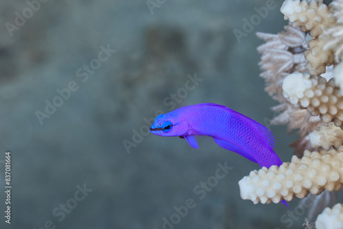 Pictichromis porphyrea purple or magenta dottyback photo