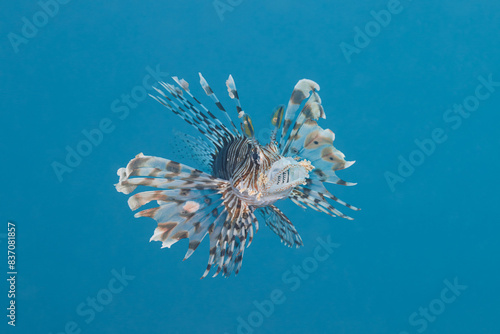 Pterois miles the devil firefish or common lionfish