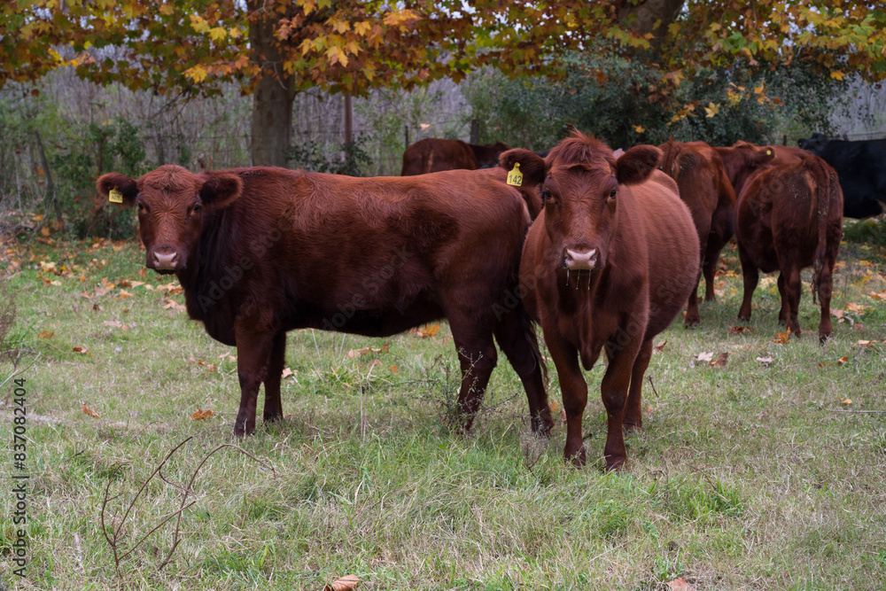 COW GRAZING COW GRAZING